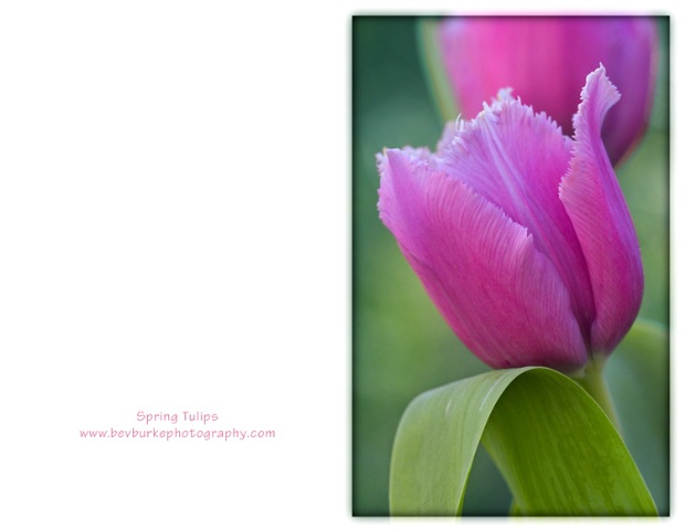 Spring Tulip Notecard 2