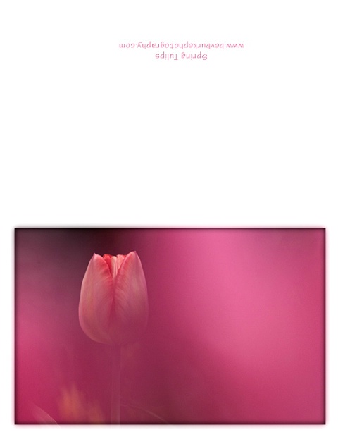 Spring Tulip Notecard 3
