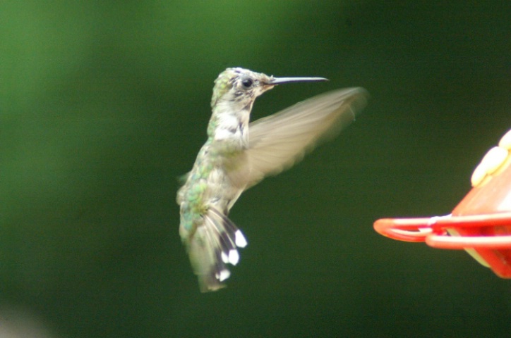 Hummingbird..