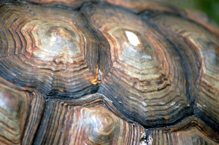 Tortoise Shell III