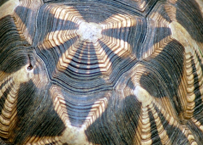 Tortoise Shell I