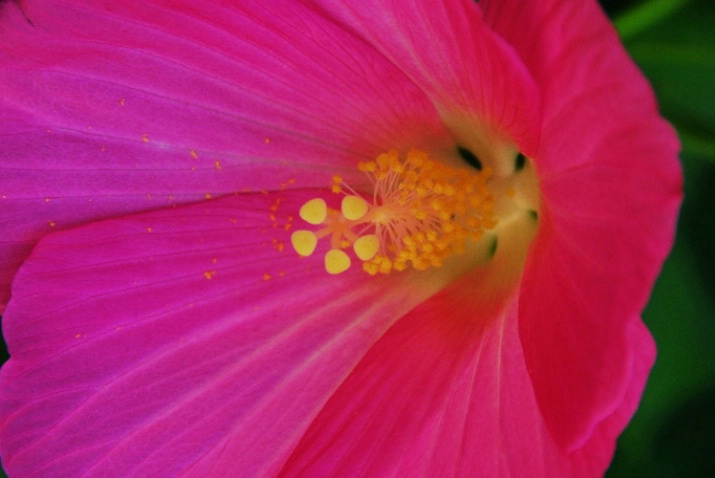Bank Flower - ID: 2532559 © Stanley Singer