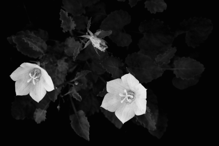 Bright Blooms - ID: 2532651 © Stanley Singer
