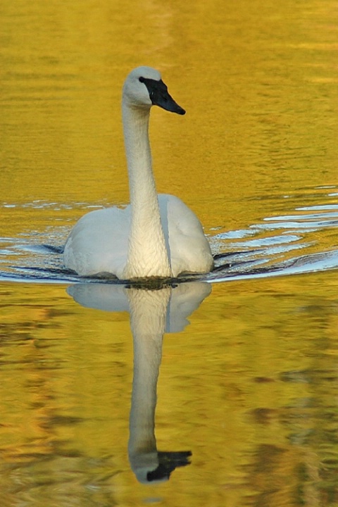 Of Gold'n Swan