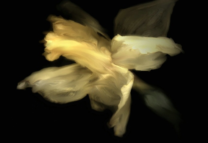 Daffodil Distorted