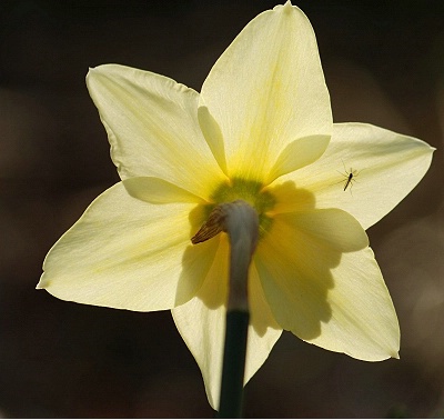 Daffodil with a visitor