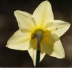 Daffodil with a v...