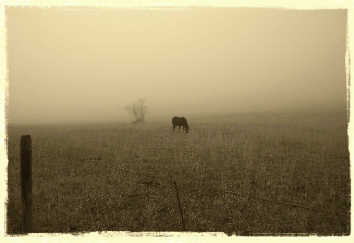 Lone Horse - ID: 2539423 © DEBORAH thompson