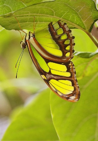 Malachite Butterfly 2