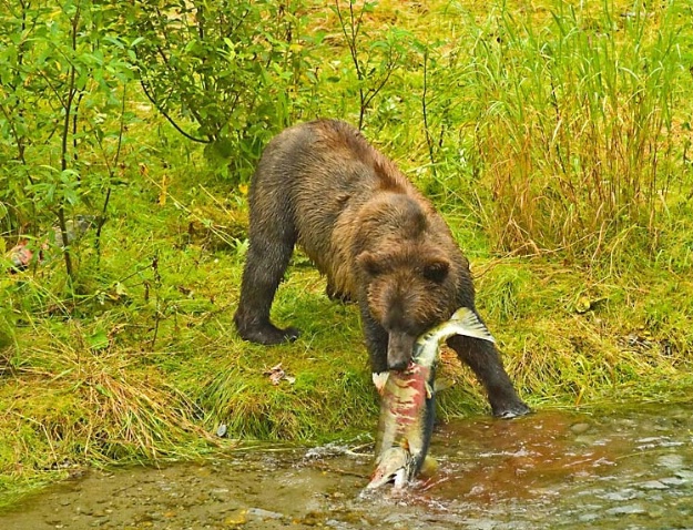 Grizzly with Chum Salmon at Fish Creek, Hyder
