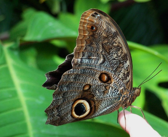Toronto- Butterfly perched on a finger