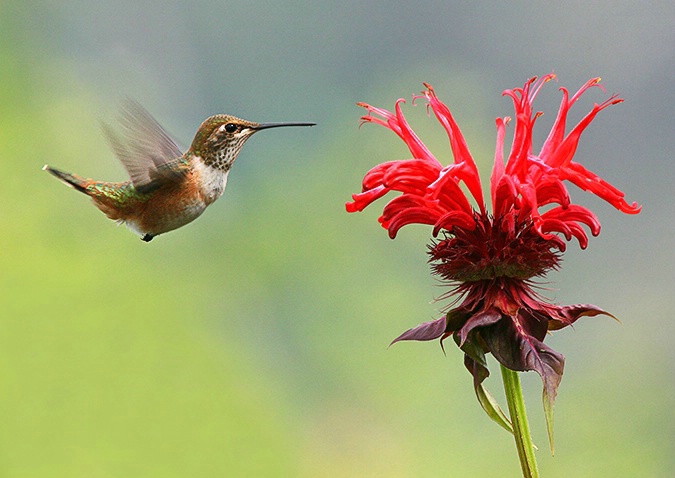 Rufous Hummingbird approaching Bee Balm #3 - ID: 2543069 © Janine Russell