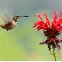 © Janine Russell PhotoID# 2543069: Rufous Hummingbird approaching Bee Balm #3