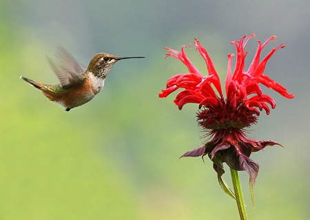 Rufous Hummingbird approaching Bee Balm #3