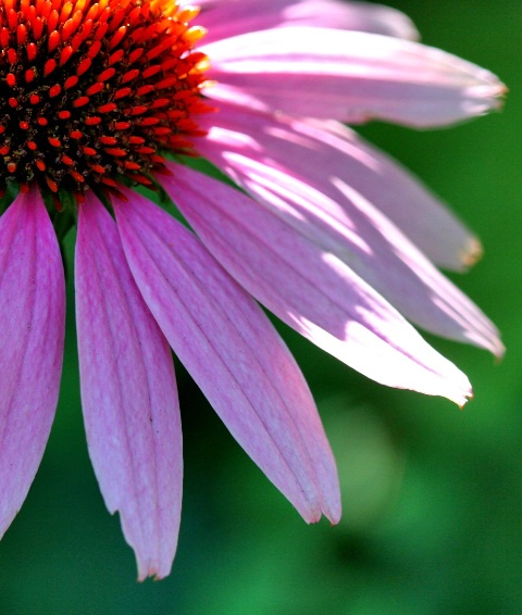 cone flower power