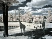 Giraffes