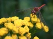 Red Hot Dragonfly