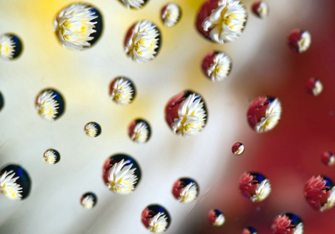 Dahlia Droplets