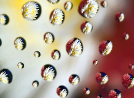 Dahlia Droplets