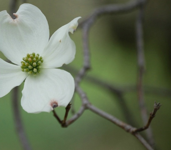 Dogwood