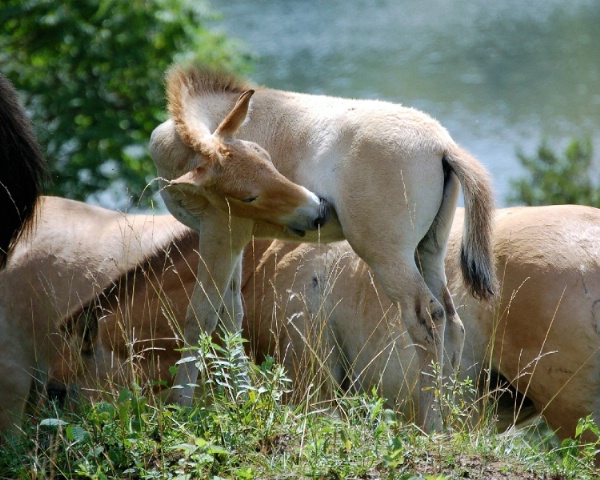 Foal