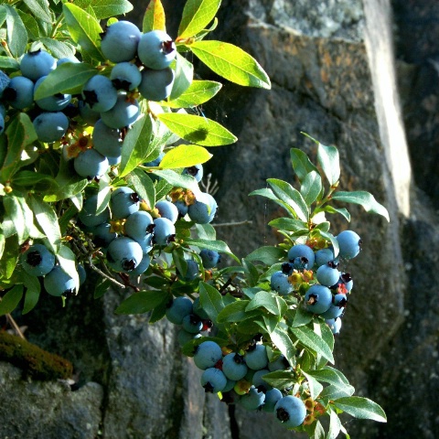 Cliff Dwelling Blueberries
