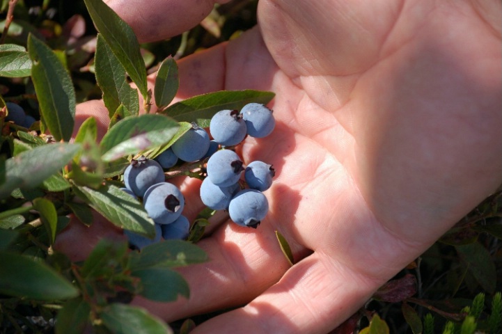 Blueberries by the handfull