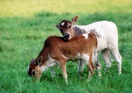 pasture buddies