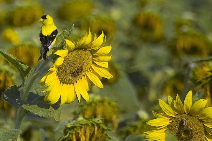 Goldfinch & Sunflowers
