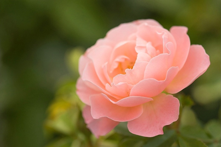Peach Colored Rose