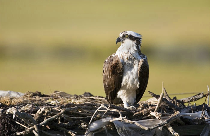 Juvenile osprey on nest 