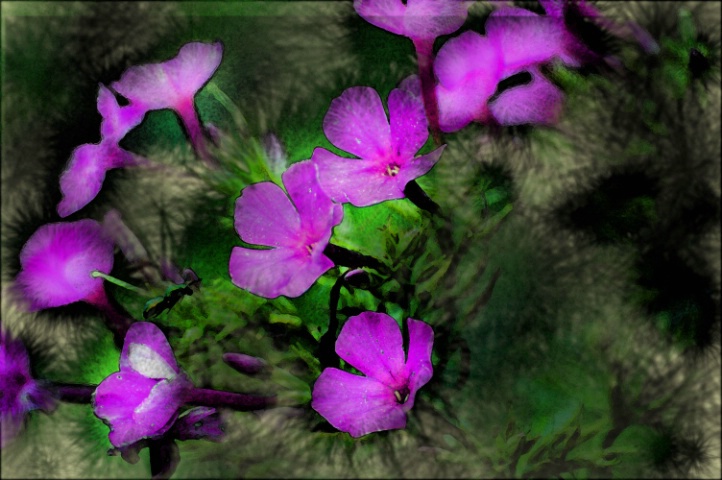 Filtered Flowers