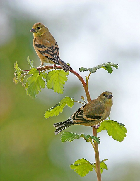 Goldfinch Duo - ID: 2552586 © Janine Russell