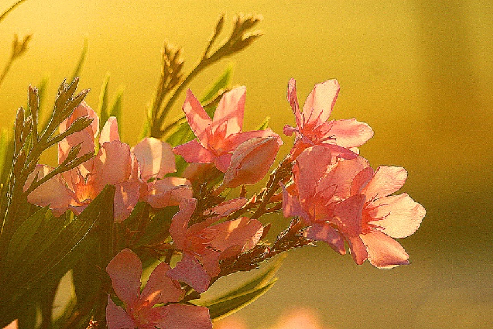 sunrise oleanders