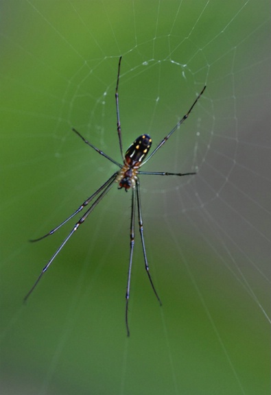 Long legged spider