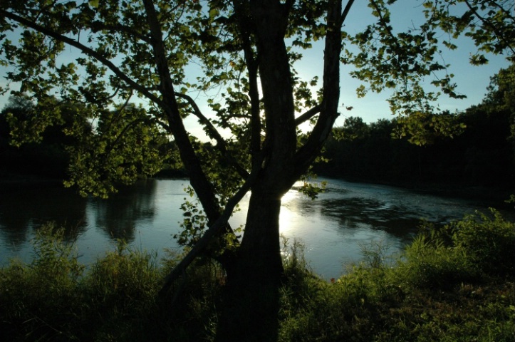 Sunset Tree