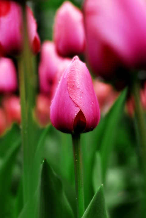 Tulips