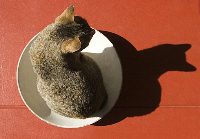 Cat / Shadow Cat - ID: 2558192 © Mary-Ella Bowles