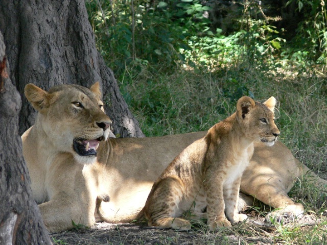 Lion Cub with Full Tummy