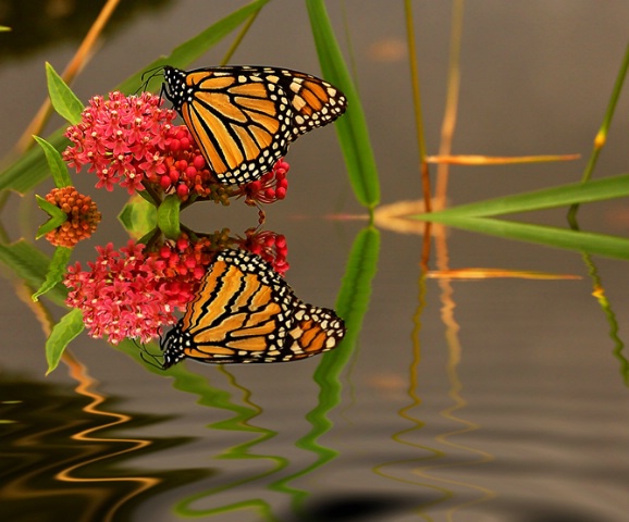 The Perfect Combo: Flower, Butterfly & Water