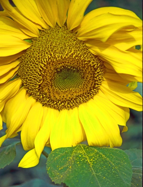 Vemont Sunflower