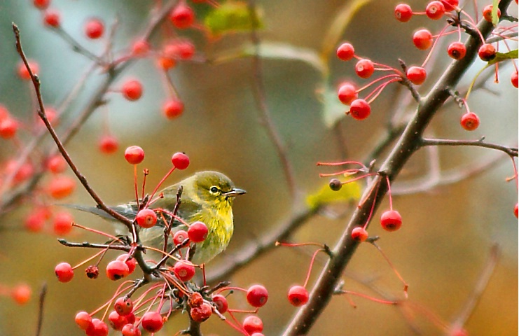 Pine Warbler at Lunch