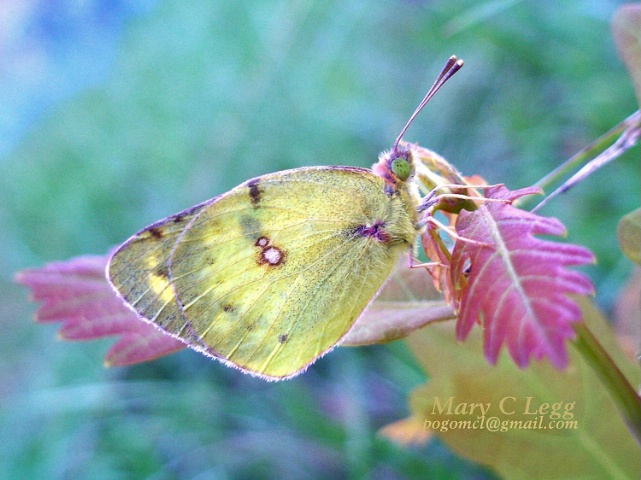 elusive yellow