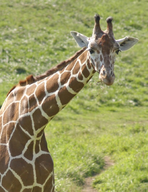 Nosy Giraffe