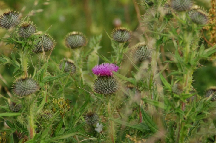 One Thistle Bloom