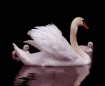 Swan with 2 chick...