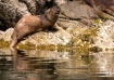 Otter and rocks
