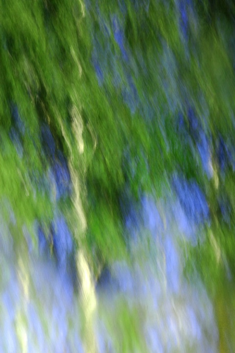 trees reflection abstract
