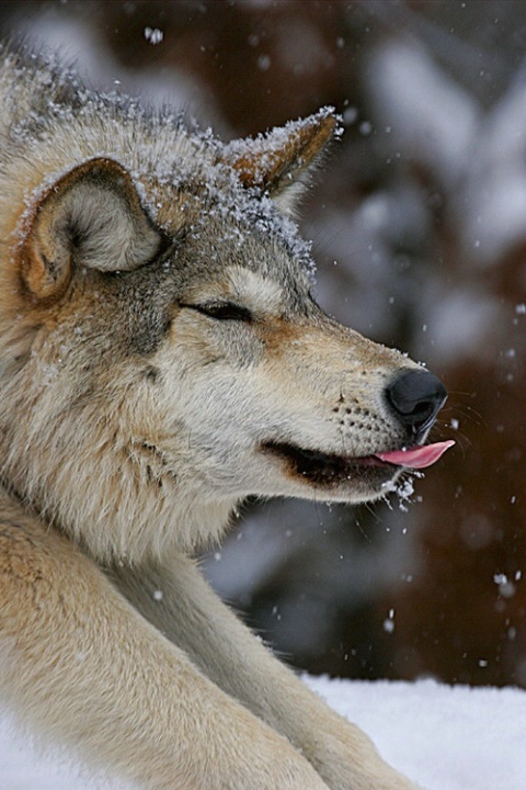 Catching Snowflakes