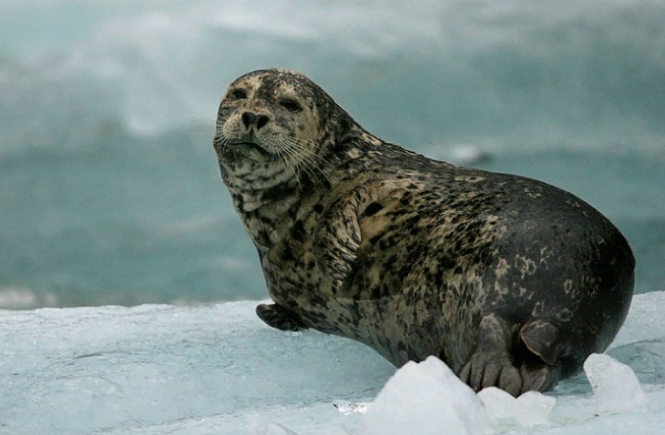 Harbor Seal - ID: 2568448 © Sara And Dick